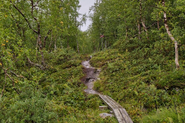 Best Hiking Trails in New Zealand: Scenic Roadways, Safety Advice and Hikes To Do